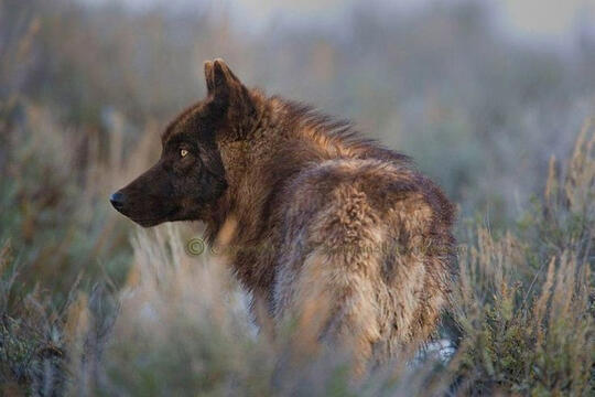 — Wolf. A male, dark brown coat, unknown subspecies.