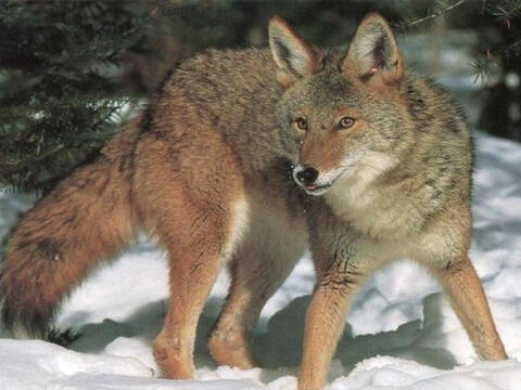 — Coyote. A male, red-dark common coat (picture golden jackals).