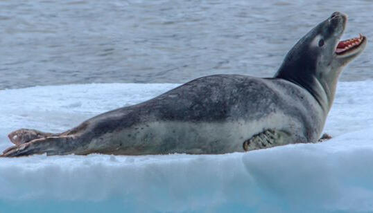 — Leopard Seal. A large male.